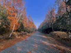 -上海海湾国家森林公园