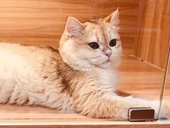 -猫十亿·布偶金渐层·曼基康矮脚猫舍(青年路店)