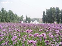 -紫海香堤香草艺术庄园