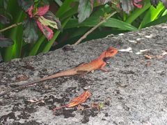 -海南热带雨林国家公园吊罗山景区