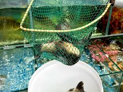 -牟记江湖重庆地标特色菜鱼蛋海鲜无刺鲫鱼(巴南区黑金冠十多年好店)