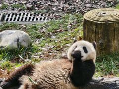 -中国大熊猫保护研究中心雅安碧峰峡基地