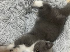 -小猫来了·猫舍(红山六九七九店)