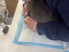 -纳吉亚猫专科动物医院博雅分院