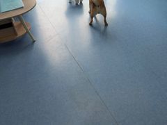 -博特宠物医院24h犬猫全科.骨科·异宠