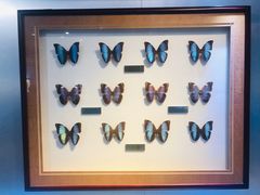 -上海昆虫博物馆