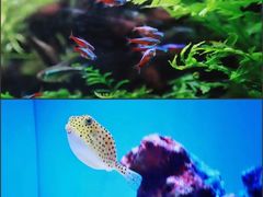 -上海海洋水族馆