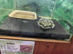 -上海大自然野生昆虫馆(东方明珠·爬宠昆虫探索中心)