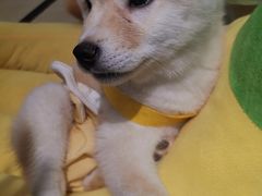 -逗柴咖啡屋·狗咖猫咖宠物桌游