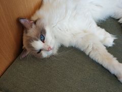 -CAT’S MEWSTAR CAFE·喵星球猫屋(晴湾咖啡店)