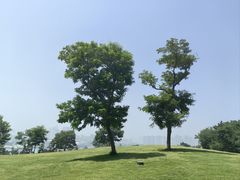 -小麦岛公园