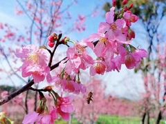 -福建鲤鱼洲酒店