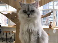 -Heymao猫咖.咖啡厅(东门店)