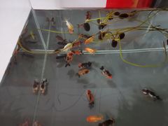 -中环花鸟鱼虫市场