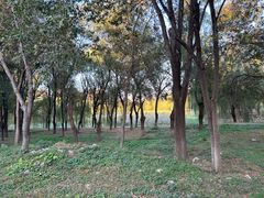 -东坝千亩湖公园