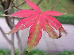 -重庆彩云湖湿地公园