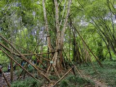 -中国科学院西双版纳热带植物园