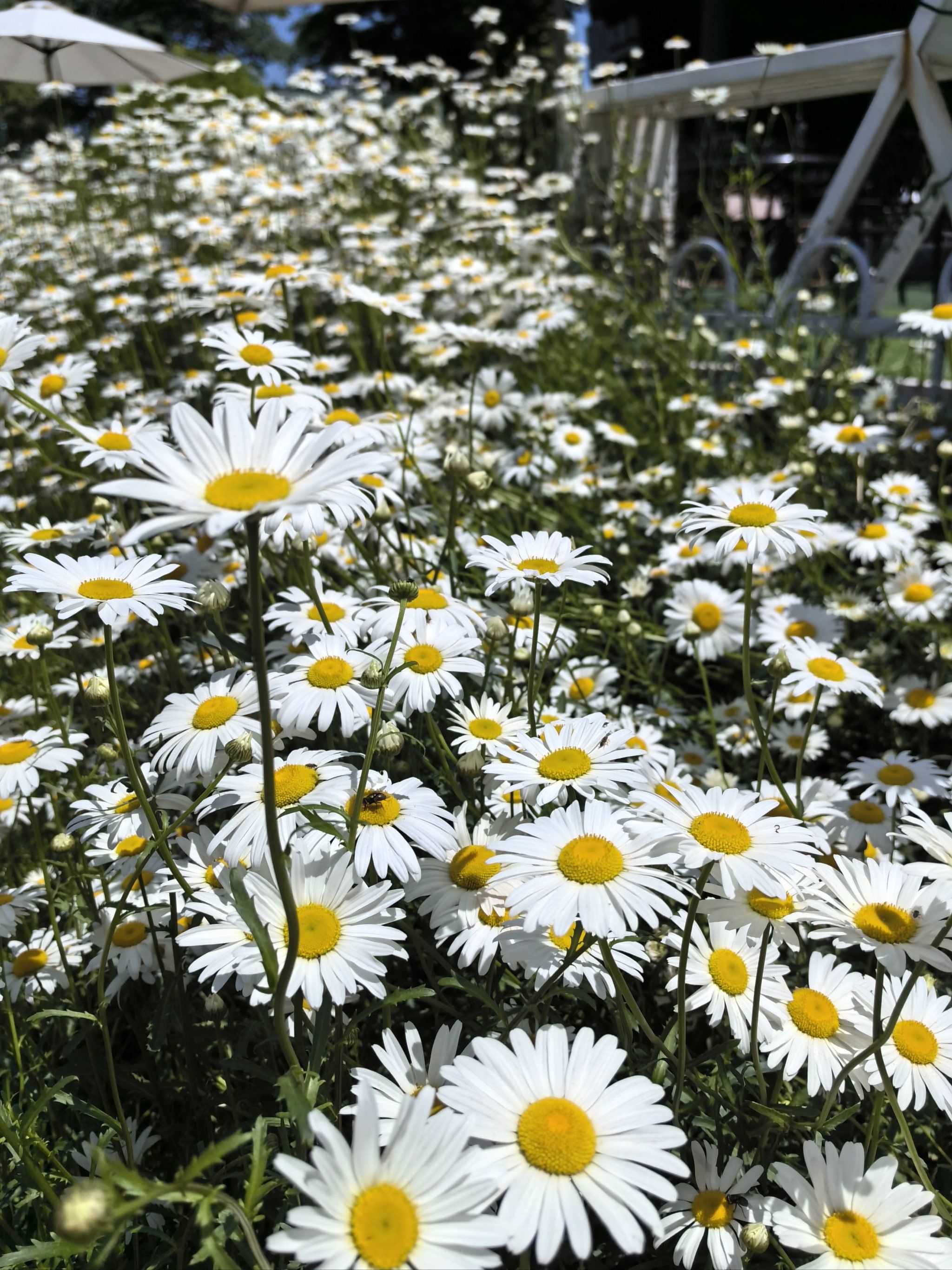 花花世界丨无意走入小雏菊的花海94,太心动78