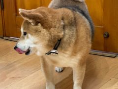 -是阿柴呀！柴犬咖啡·爱喵喵猫咖