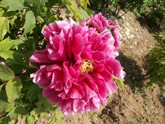 -曹州百花园