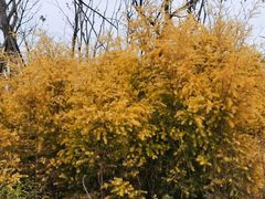 -白鹭湾湿地公园