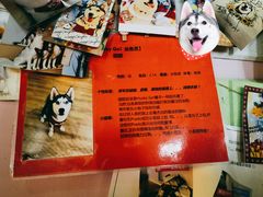 -Husky Go! 哈士奇体验馆·宠物咖啡厅狗咖