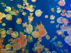 -成都浩海立方海洋公园