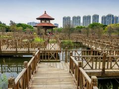 -五缘湾湿地公园