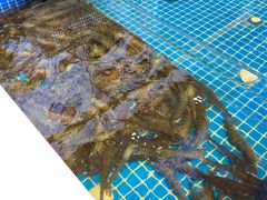 -大锅强·蒸海鲜青岛菜(吾悦广场店)