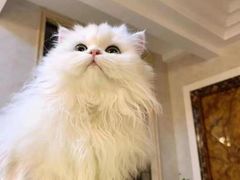 -客栈猫舍(中央北路店)