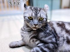 -藏猫猫咖啡主题馆(中央大道店)