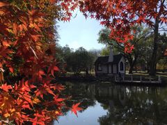 -上海共青森林公园