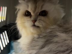 -东莞宠友24H宠物中心医院·转诊夜诊·异宠(新河北路院)