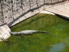 -深圳野生动物园