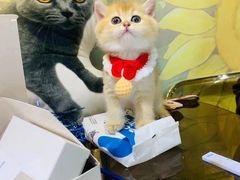 -欣宠猫屋·矮脚拿破仑·蓝金金渐层