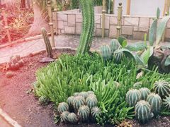 植物园-北京植物园-展览温室