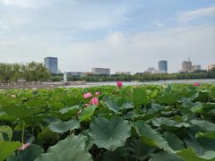 -莲花池公园