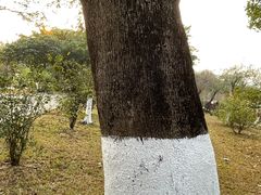 -番禺大夫山森林公园