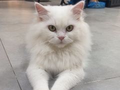 -Heymao猫咖.咖啡厅(东门店)