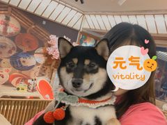 -豆柴町-柴犬主题狗咖(红鼎国际C座店)