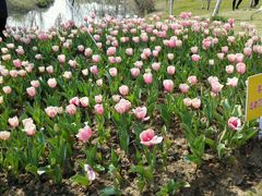 -瑶湖郊野森林公园