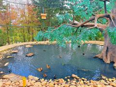 -西霞口神雕山野生动物世界