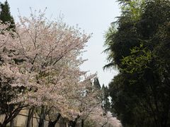 -武汉大学-樱园