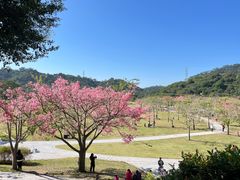 -风云岭森林公园