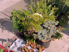 -循礼门鲜花花市(武汉循礼门店)