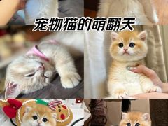 -欣宠猫屋·矮脚拿破仑·蓝金金渐层