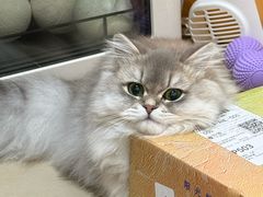 -半岛宠物医院24小时·内窥镜·牙科·碎石中心(府城大道店)
