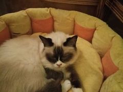 -猫色咖啡·猫咖
