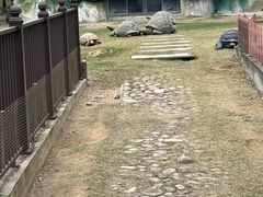 -广东惠东海龟国家级自然保护区