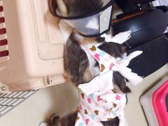 -佳怡动物医院·平价24小时·猫专科骨外科